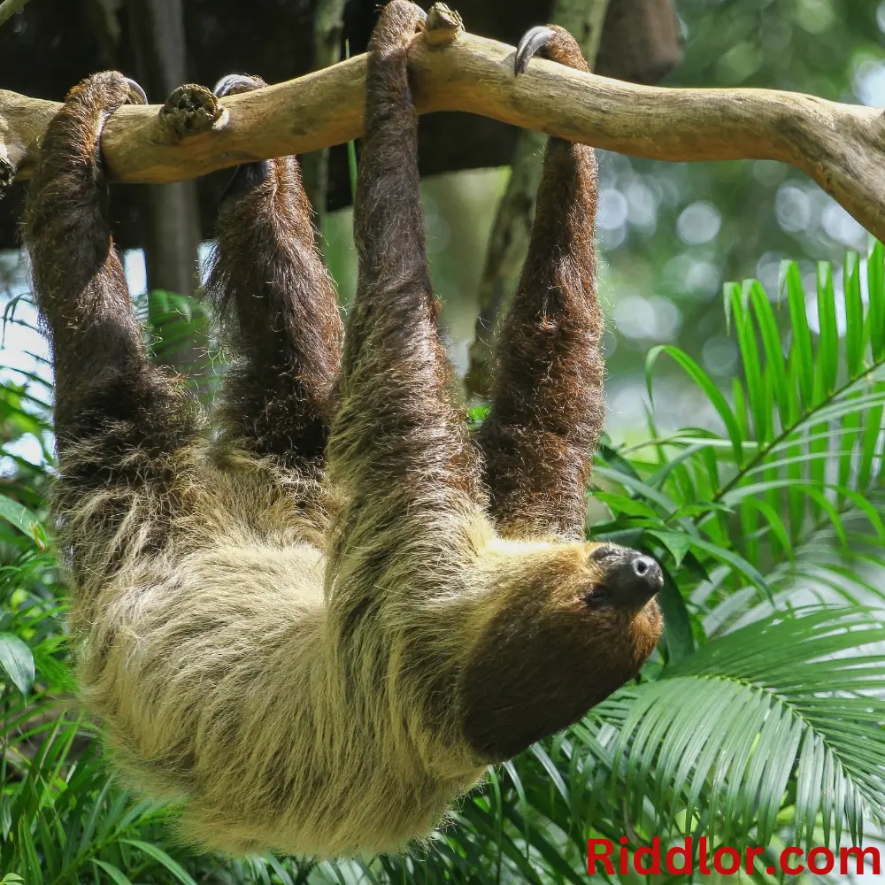 Sloth Riddles to Make You Think